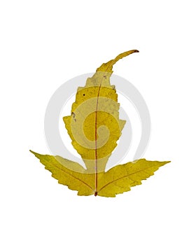 Autumn maple leaf, isolate on white background