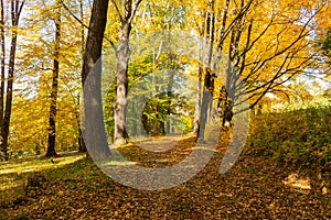 Autumn maple leaf isolated on nature background photo
