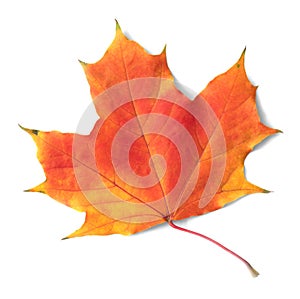 Autumn maple leaf isolated on white background with shadows, clipping path  for isolation without shadows on white