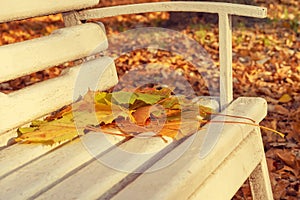autumn maple leaf. Leaves on the bench