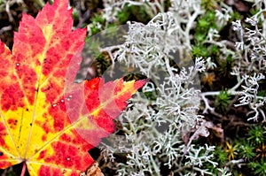 Autumn Maple Leaf and Lichen Close Up