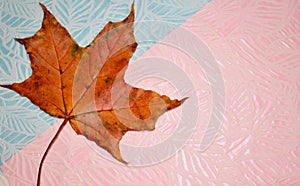 Autumn maple leaf on pink and blue background, space for text
