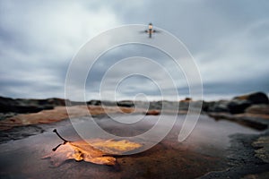 Autumn maple leaf in puddle in a rock by overflying aircraft in the gloomy thunder dark sky.