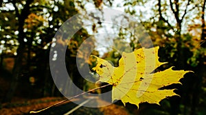 Autumn maple leaf resting on the glass of the car, in the background road in the woods