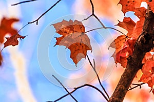 Autumn Maple Leaf Springfield Illinois