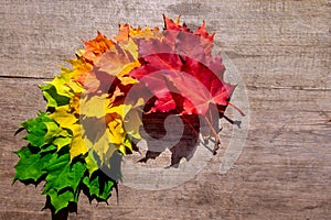 Autumn Maple leaf transition and variation concept for fall and change of season