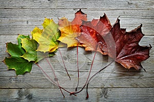 Autumn Maple leaf transition photo