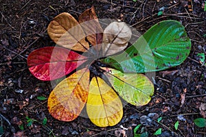 Autumn Maple leaf transition and variation concept for fall and change of season