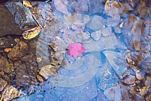 Autumn maple leaf on the water