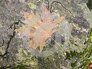 Autumn maple leaf