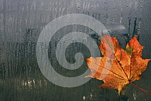 Autumn maple leaf on wet window
