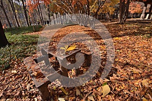 Autumn maple leaf wooden Table chair