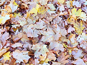 Autumn maple leafs on the ground, yellow and orange