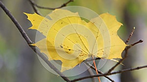 Autumn maple leaves