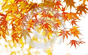 Autumn maple leaves