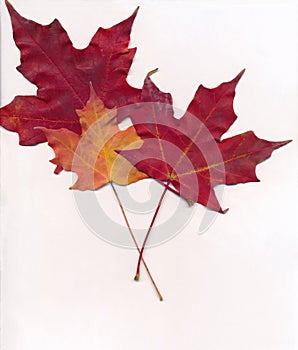 Autumn Maple Leaves on a white background