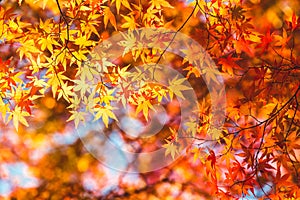 Autumn maple leaves