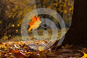 Autumn maple leaves