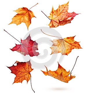 Autumn maple leaves