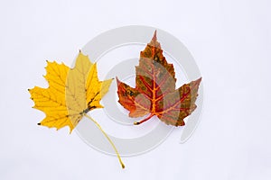 Autumn Maple Leaves