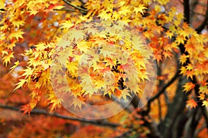 Autumn maple leaves