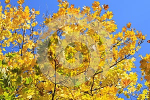 Autumn maple leaves against blue sky