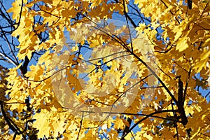 Autumn maple leaves against the sky.