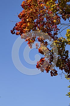 Autumn maple leaves against the sky