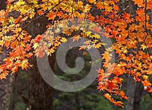 Autumn, maple leaves, autumnal foliage photo