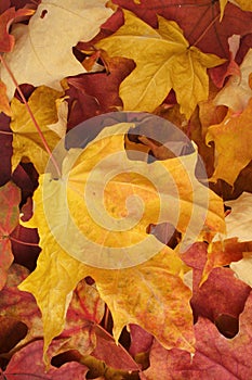 Autumn maple leaves background