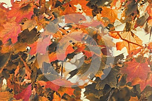 Autumn maple leaves background