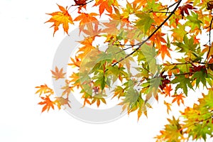 Autumn maple leaves background