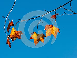 Autumn Maple Leaves in backlight with blue sky