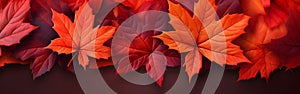 Autumn maple leaves banner background