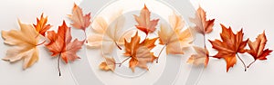 Autumn maple leaves on banner background