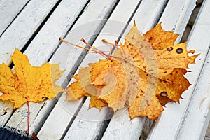 Autumn maple leaves on a bench