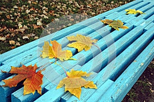 Autumn maple leaves on bench