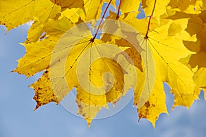 Autumn maple leaves and blue sky