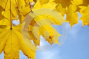 Autumn maple leaves and blue sky background