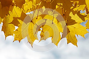 Autumn maple leaves and blue sky background