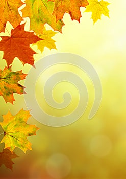 Autumn maple leaves bright nature bokeh background