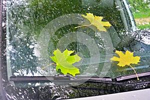 Autumn maple leaves on a car windshield wet from rain