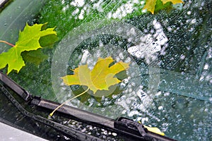 Autumn maple leaves on a car windshield wet from rain