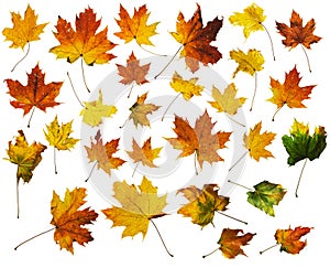 Autumn Maple Leaves with Clipping Paths