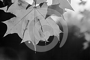 Autumn maple leaves close up background. Acer truncatum, Shantung maple. Fall colors photo