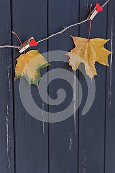 Autumn maple leaves on a clothes line