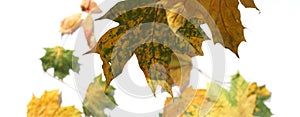 Autumn maple leaves falling isolated frame