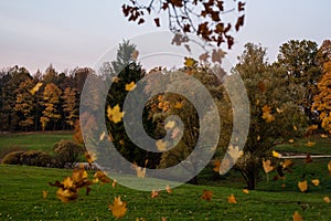 Autumn maple leaves falling from a  tree in a park with green grass and yellow leaves, evening. Beautiful foliage, leaves in