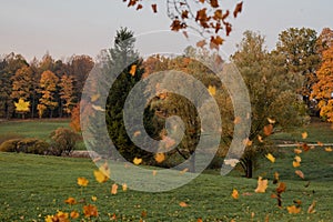 Autumn maple leaves falling from a  tree in a park with green grass and yellow leaves, evening. Beautiful foliage, leaves in