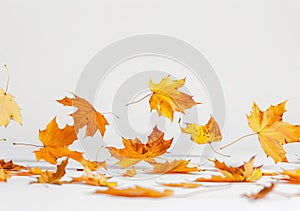 Autumn maple leaves falling on white background